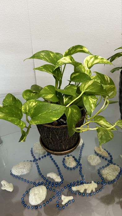 Сцимдаптус продается