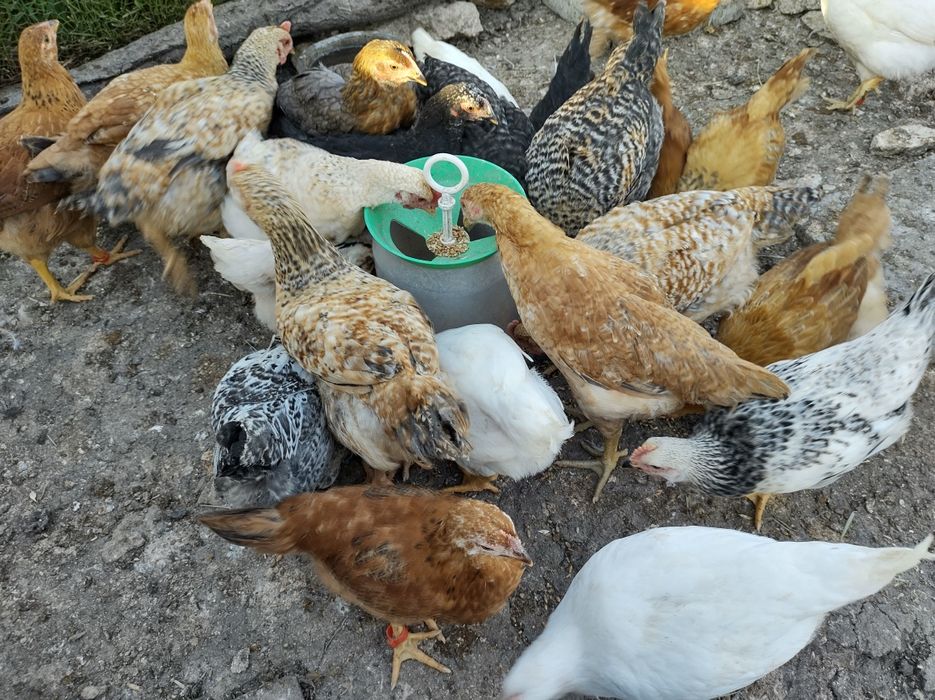 Пиленца на месец и половина