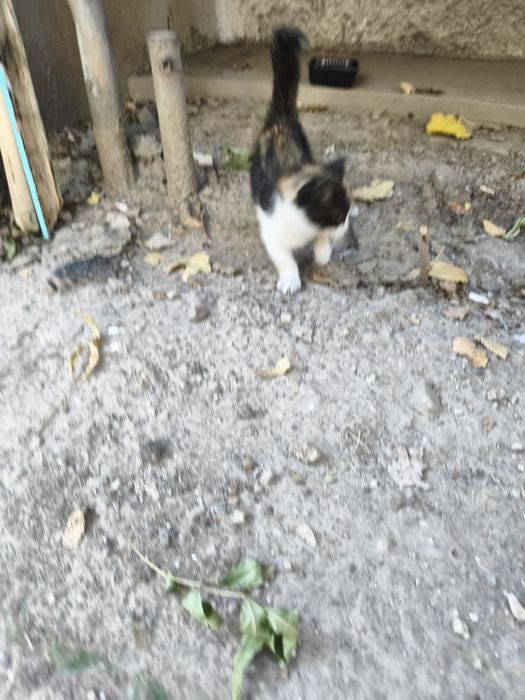 Кошечка на вид месяца два