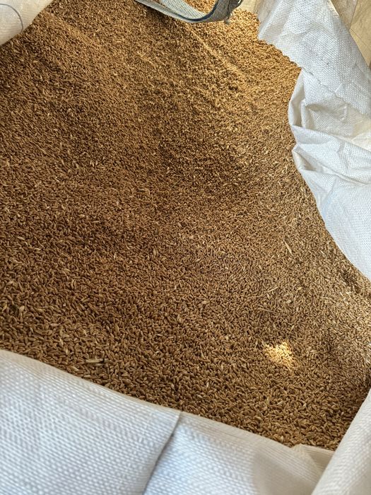 Vand Grâu , Triticale porumb ovaz