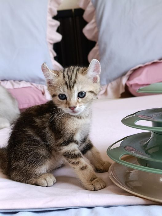 Sochli gozal mushuklar