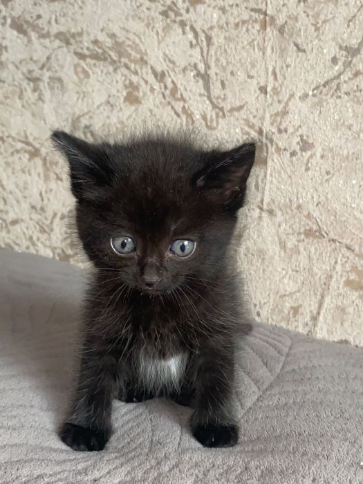 Котята бесплатно