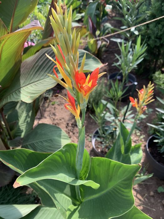 Bulbi canna indica