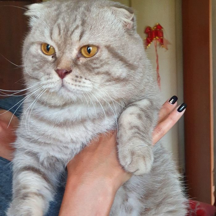 Котята Шотландские