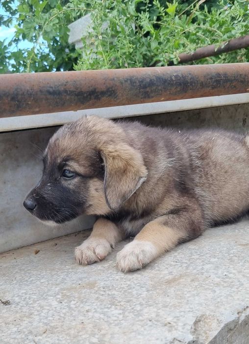 Puiuti - 2 luni - adoptie responsabila
