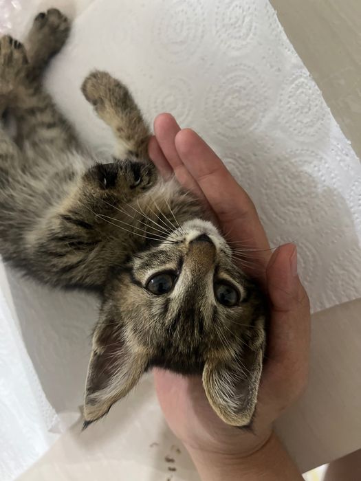 Котенок милый отдается в добрые руки!