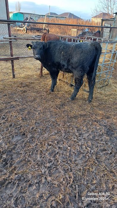 Продам телят подсосных