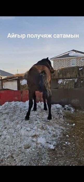 Продам Жиребца получаж