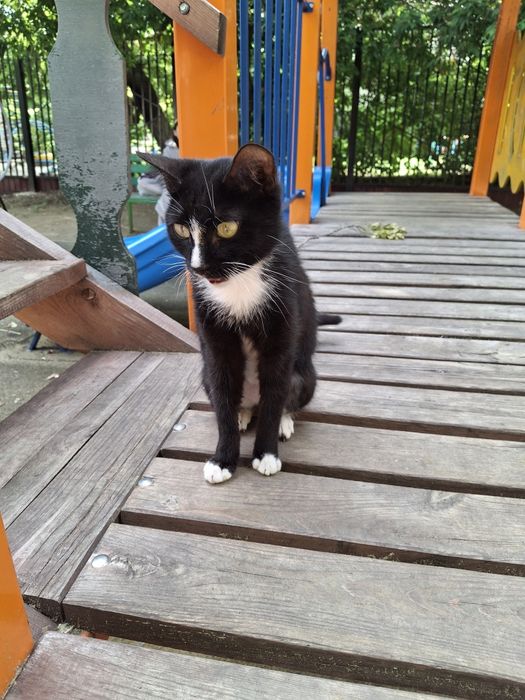 Нашли потерявшегося котика