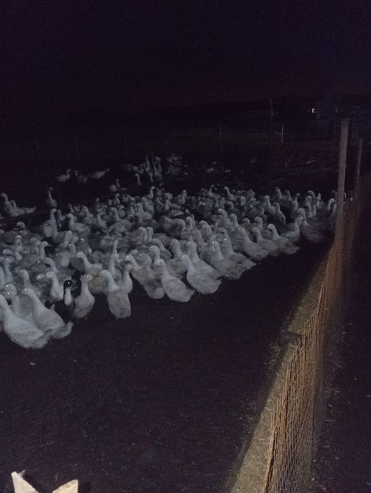 Продам уток на ногах 2500