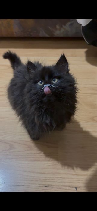 Lilo cauta om cu inima mare !