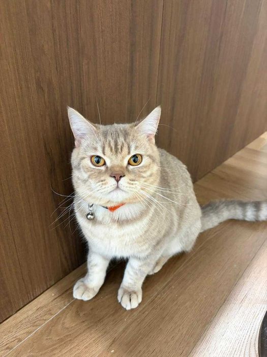 Британский котик отдам даром