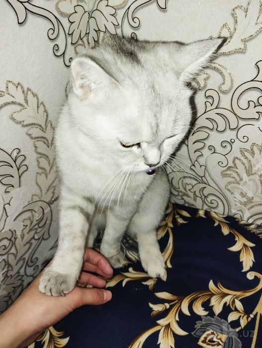 британский мушук