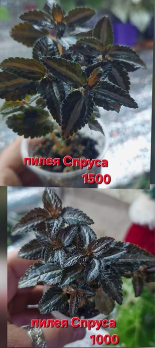 Цветы домашние разные