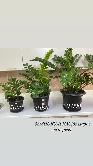 комнатные растения