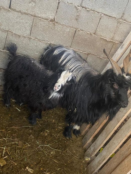 Продам козу с козленком