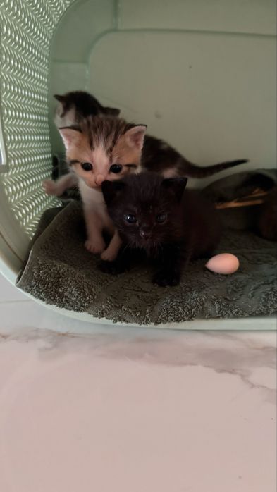 Кошки котят.  Мысыктар