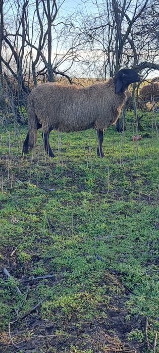 Berbec sarbesc tanar