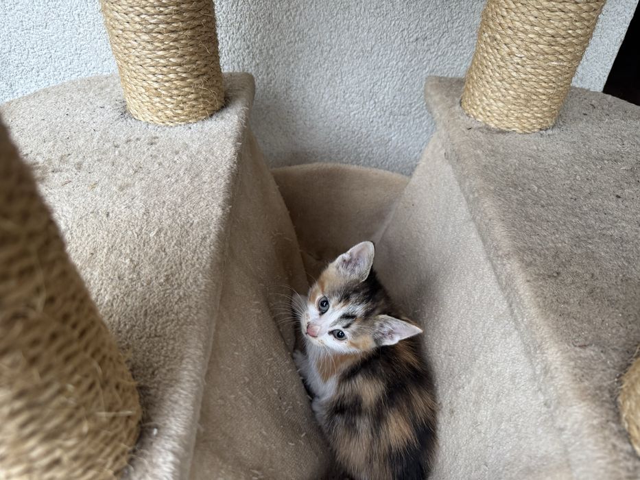 Подарявам котенца