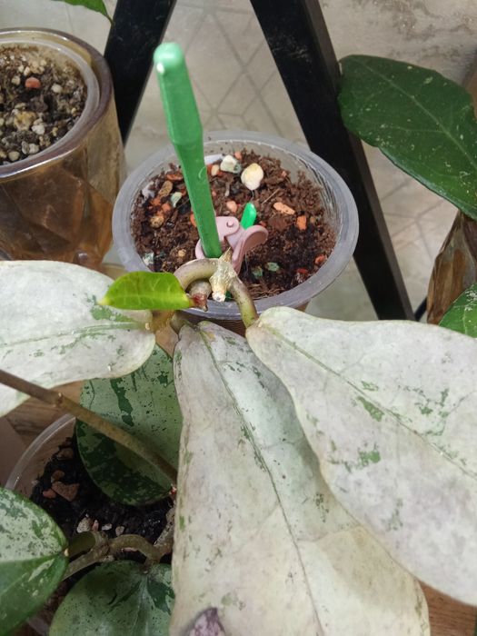 Хойя Митрата Сильвер