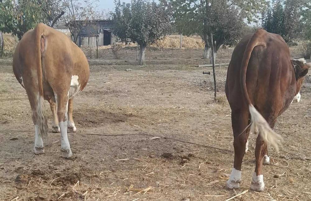 Vand juninca gestanta in luna a 9-a Simmental si taur Simmental