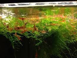 Creveti Blue Diamond, Red Sakura,transparenti,rcs,ancistrusi,m