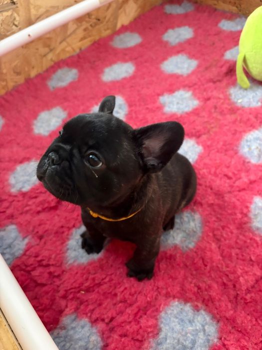 Bulldog francez mascul