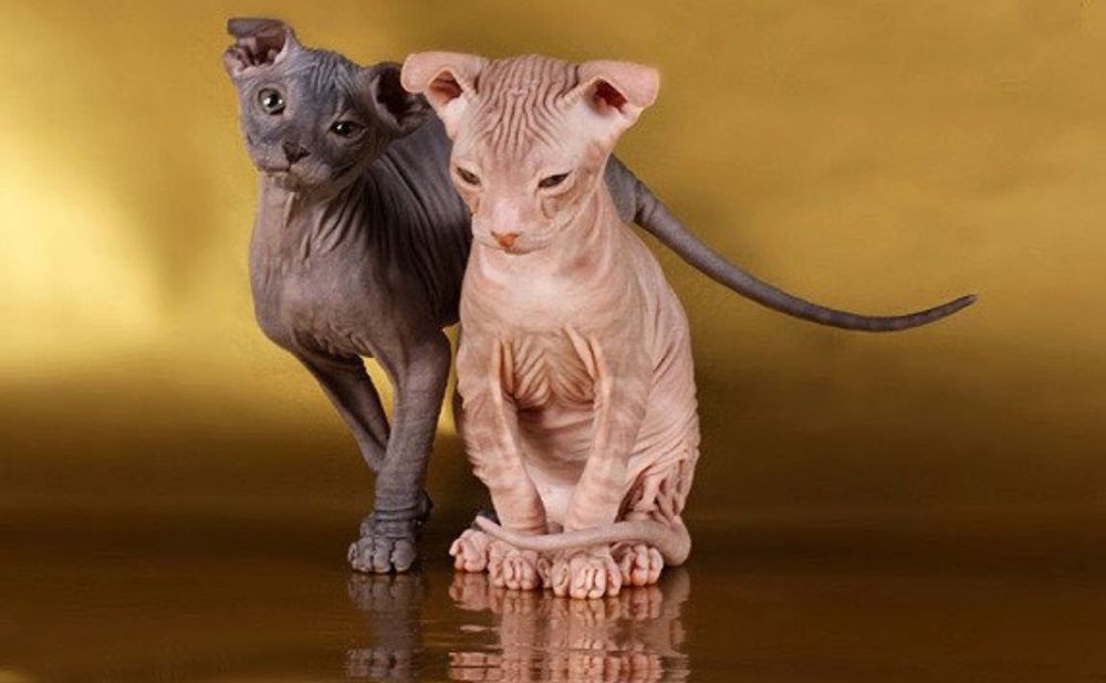 Сфинксы и левкои котята