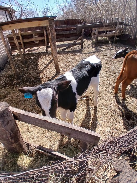 Продаётся телята