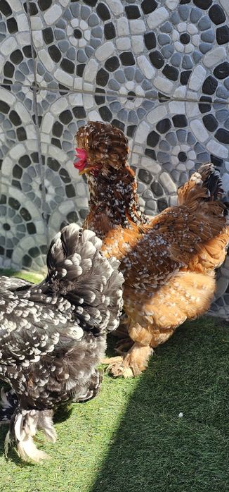 Vând  găini motate păsări