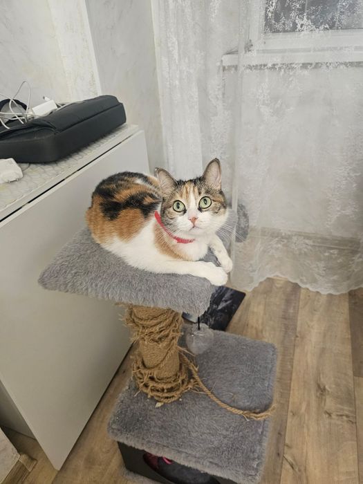 Отдам кошку в добрые руки
