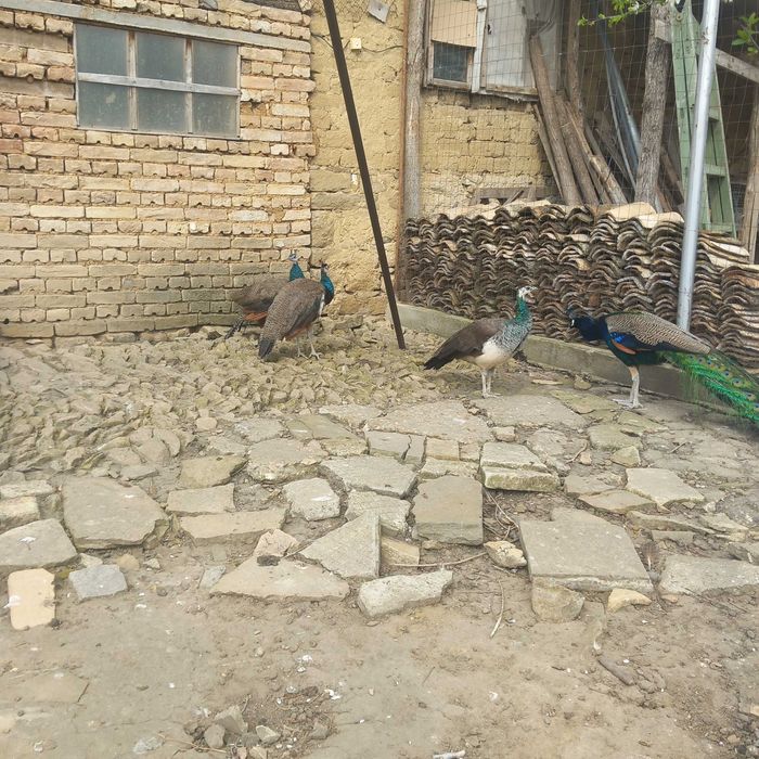 Продавам 2 бр.  6 месечни мъжки индийски пауни .Може и замяна със зайци.