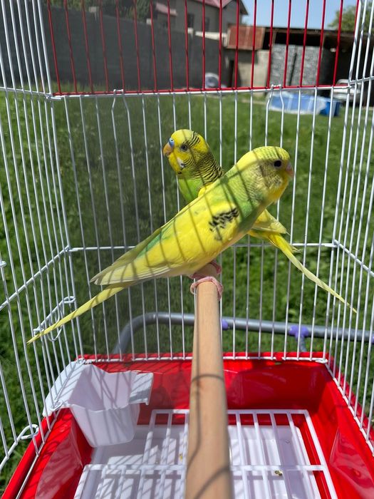 Продам пара попугай папугай