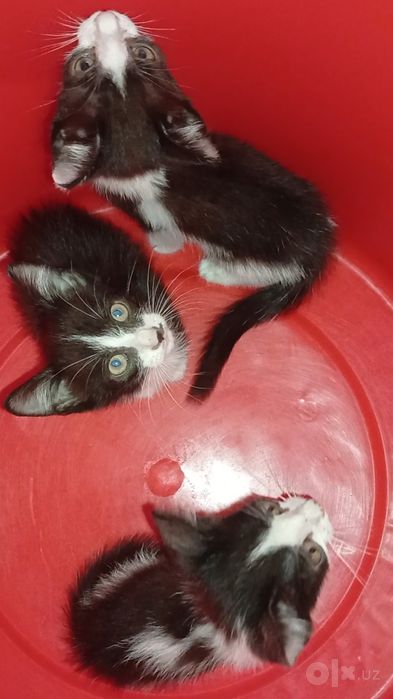 Котята два месяца