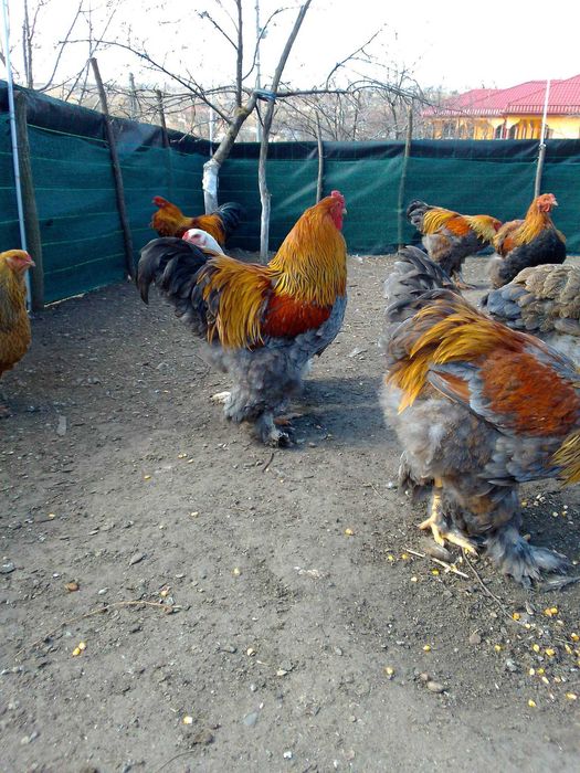 Oua brahma potirnichiu albastru,potirnichiu negru și columbia