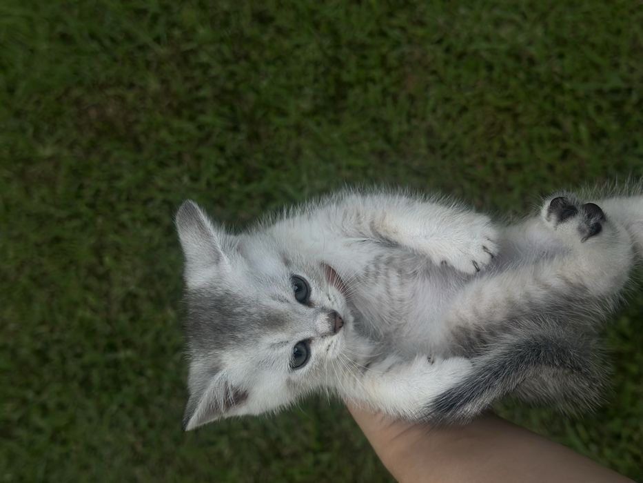 Продаются котята шотландские