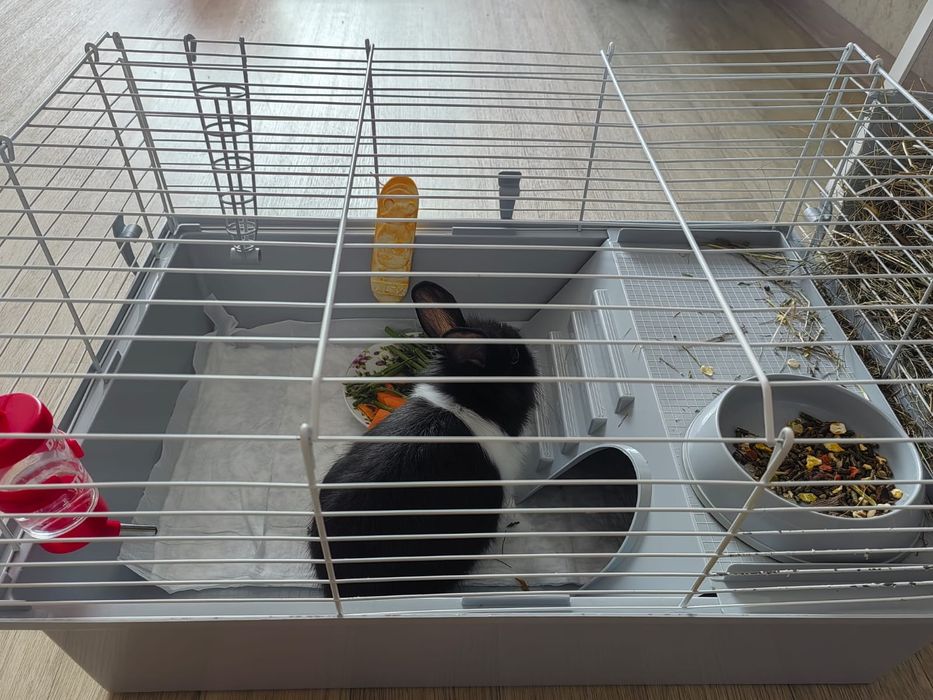 Крольчиха 1,5 мес