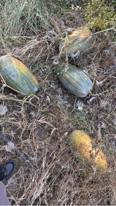 Продам огород. 3 общестао