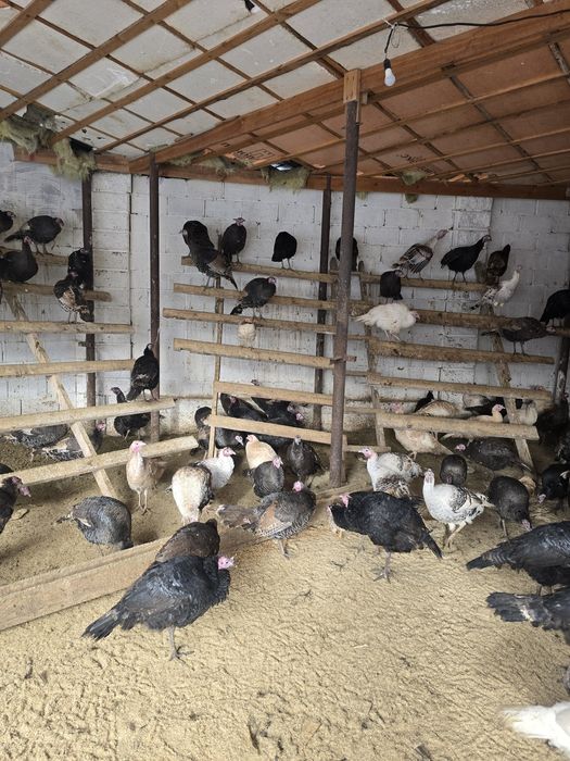 Индюк тер сатылады