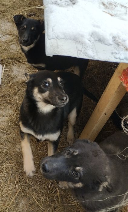 Отдам в добрые руки