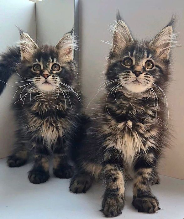 Котята породы Мейн-кун