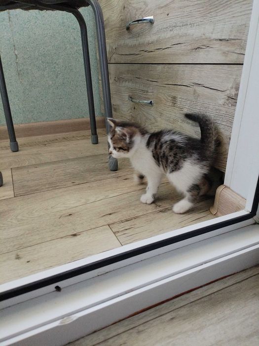 Отдам котят в добрые руки