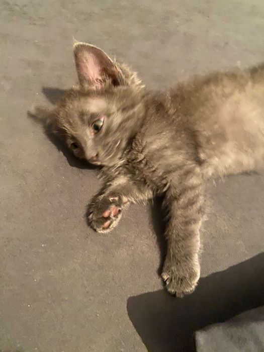 Отдам даром котят
