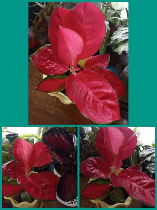 Комнатные цветы , цветущие