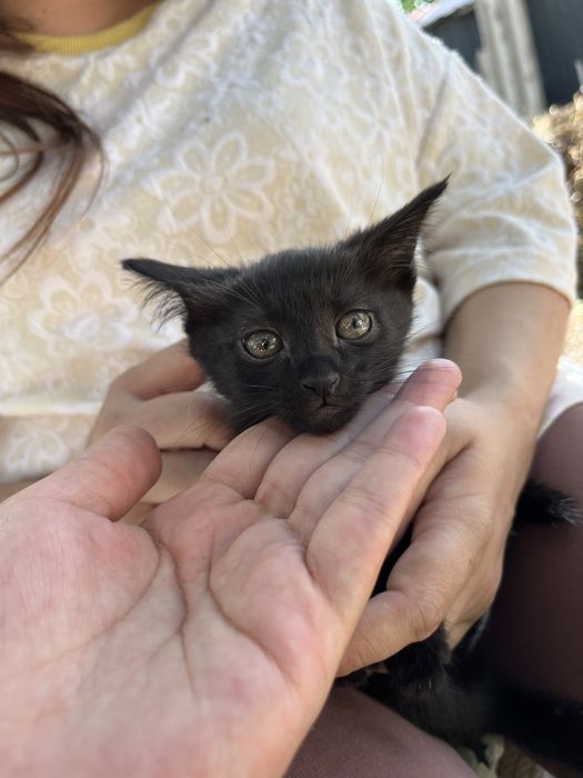 Отдам котят в хорошие руки