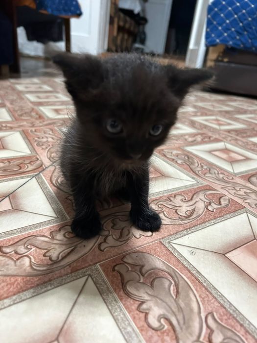 Отдам котенка в добрые руки, месяц.