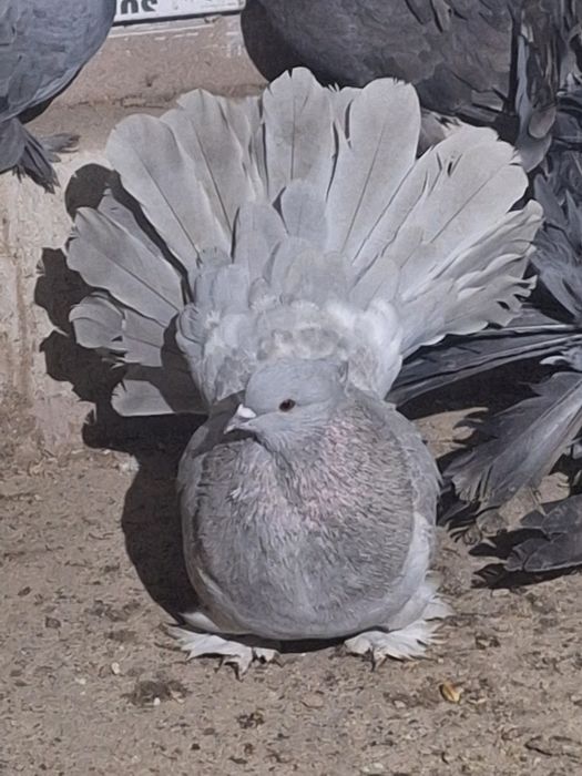 Fazani argintii și voltati indieni