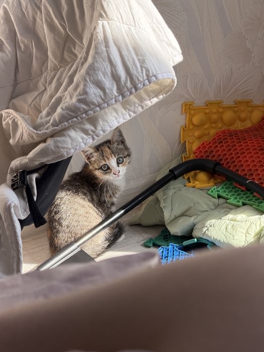 Отдам котенка в добрые руки