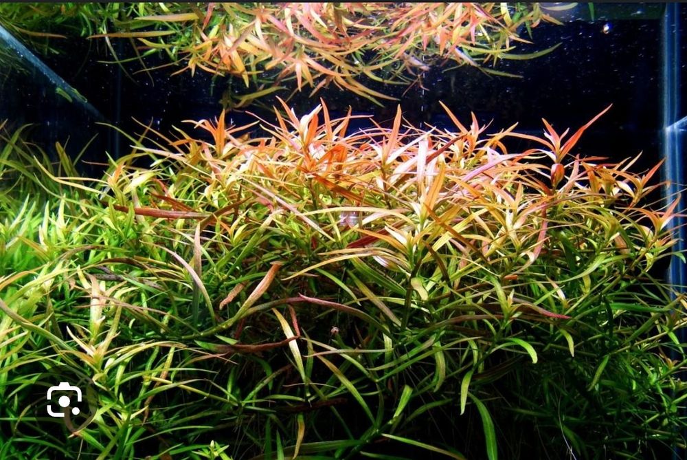 Аквариумные растения