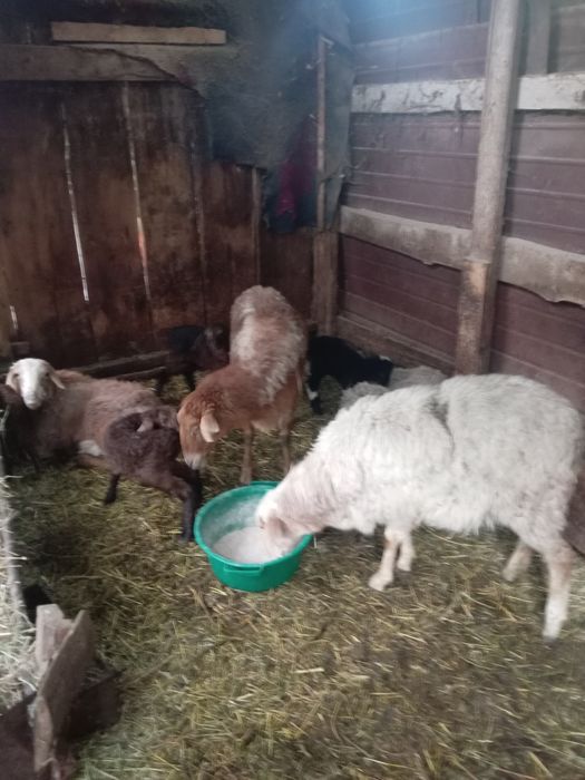 Продам баран с ягненком